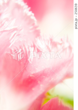 春の花・チューリップ 258639