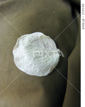 シロヤマブキ散る 259180