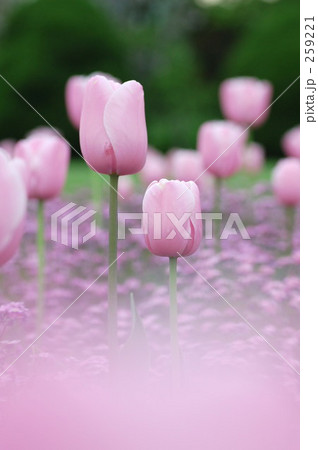 チューリップ・ピンク 259221
