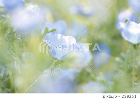 ネモフィラ 259251