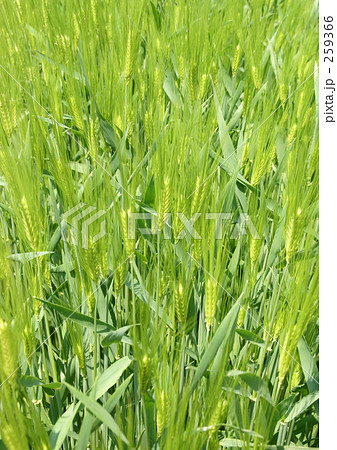 春の六条大麦 259366