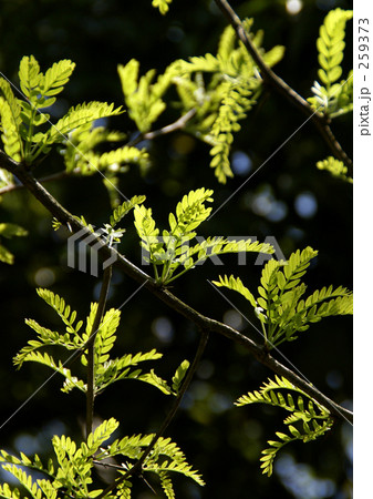 サイカチの若葉 サイカチの若葉 259373