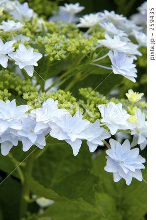 額紫陽花/墨田の花火 259435