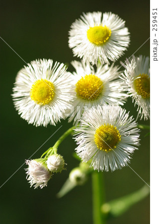 春紫苑(縦構図) 春紫苑(縦構図) 259451