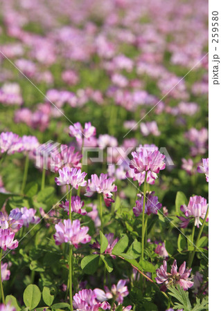 春爛漫 春爛漫 259580