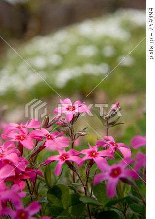 芝桜 芝桜 259894