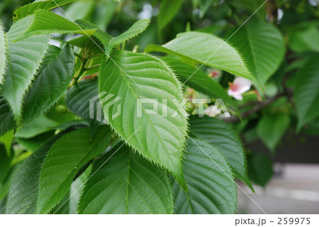 オオシマザクラ（ばら科）　見沼田圃・春 259975