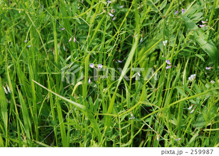 スズメノエンドウ（まめ科）　見沼田圃・春 259987