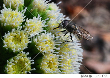 ふきのとうの写真素材