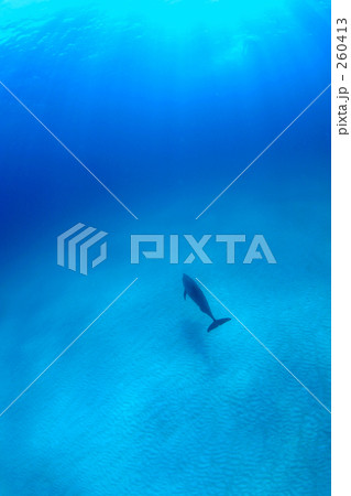 ブルーの中のイルカ ブルーの中のイルカ 260413