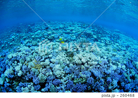 一面の珊瑚礁 260468