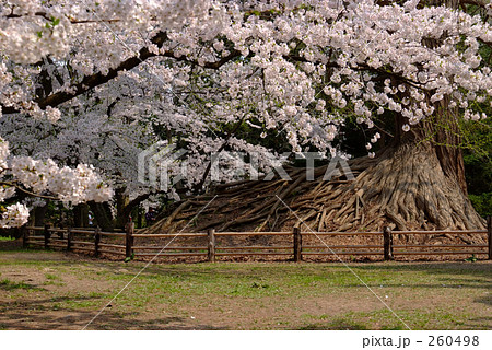 桜と大銀杏 260498
