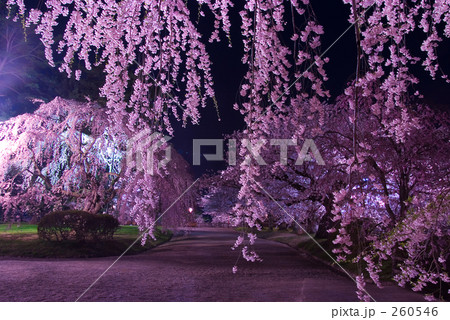 妖艶夜桜 妖艶夜桜 260546