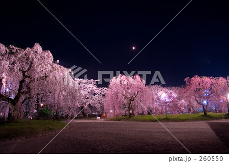 弘前公園の夜桜 260550