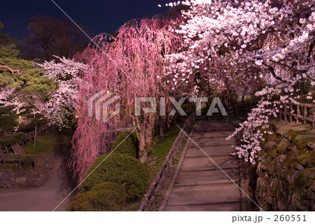 桜の階段 桜の階段 260551