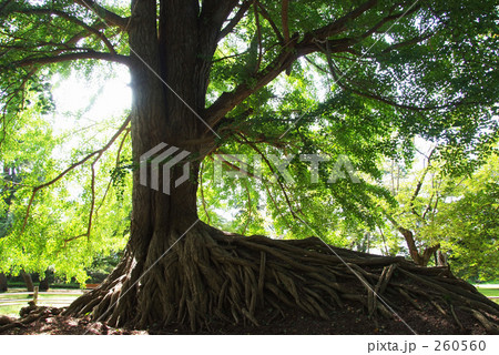 光浴びる大樹 260560