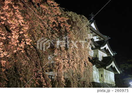 夜桜 夜桜 260975