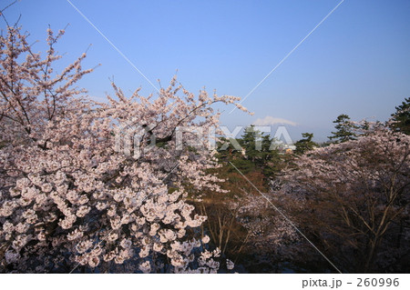 桜と岩木山 260996