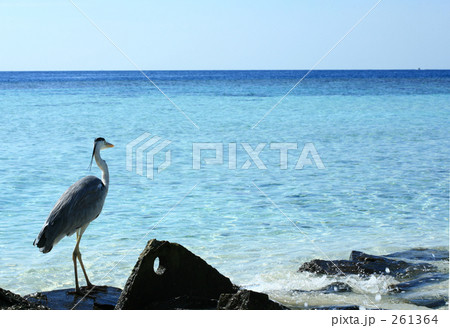 海を見つめるアオサギ 261364