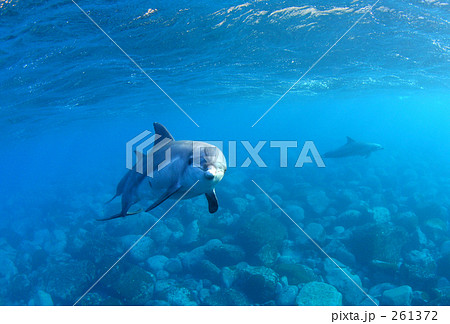 こっちを見るイルカ2  261372