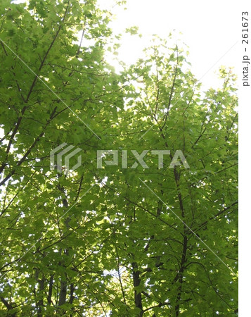 新緑のフウの木と太陽(タイワン フウ) 新緑のフウの木と太陽(タイワン フウ) 261673
