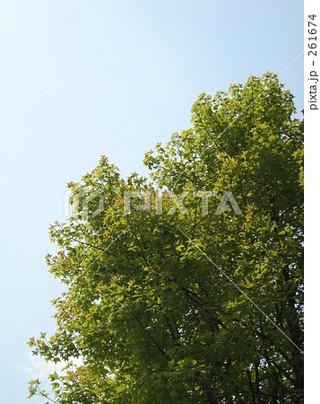 新緑のフウの木(タイワン フウ) 新緑のフウの木(タイワン フウ) 261674