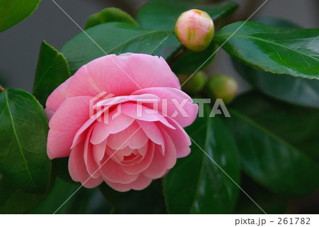 ツバキ-01 ツバキ-01 261782