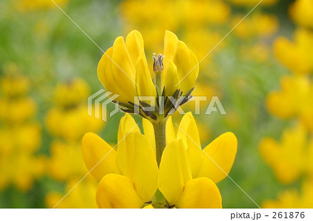 ルピナス　黄色 261876