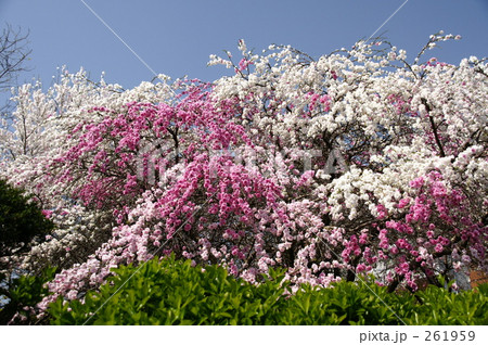 サクラ 261959