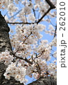 さくら 262010