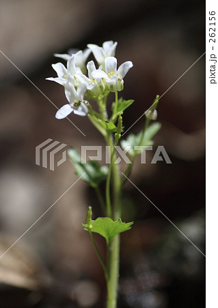 ユリワサビ 262156