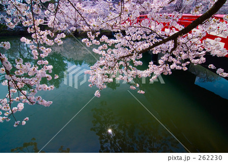 弘前城　桜と春陽橋 262230