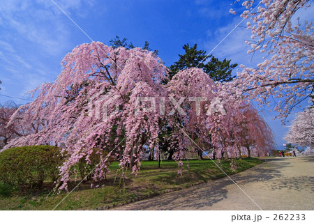弘前城本丸の枝垂れ 262233