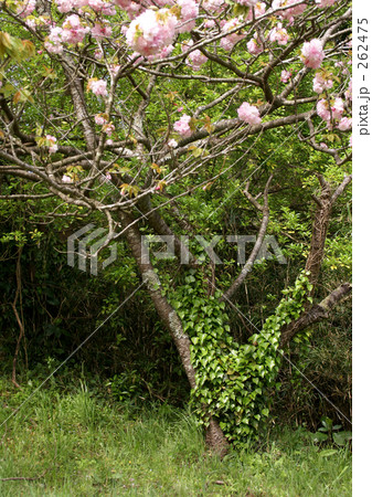 サトザクラとツタ 262475