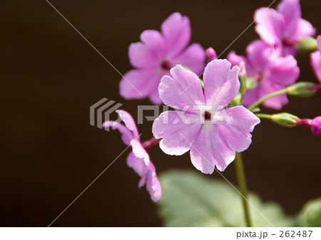 サクラソウ サクラソウ 262487