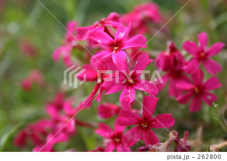 桜草 桜草 262800