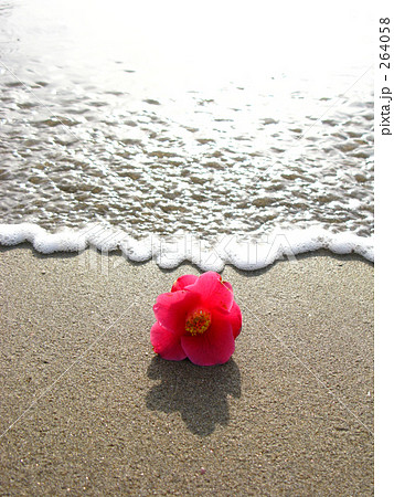 波に花 波に花 264058