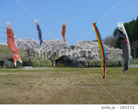桜と鯉のぼり 264253