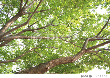 木漏れ日 木漏れ日 264378