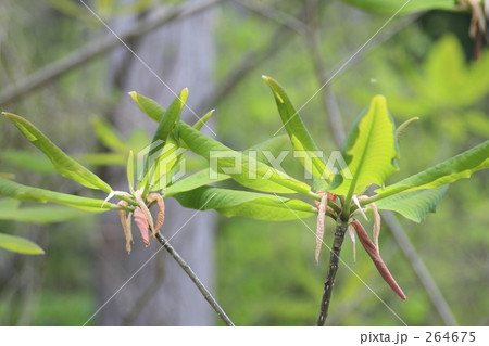 朴葉の若葉1 朴葉の若葉1 264675