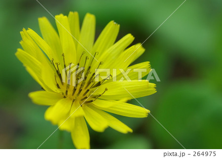 オオジシバリ 264975