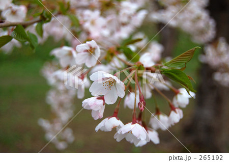 五稜郭の桜 五稜郭の桜 265192
