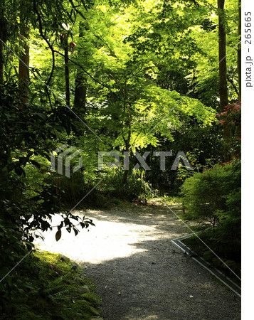 森の道1 森の道1 265665