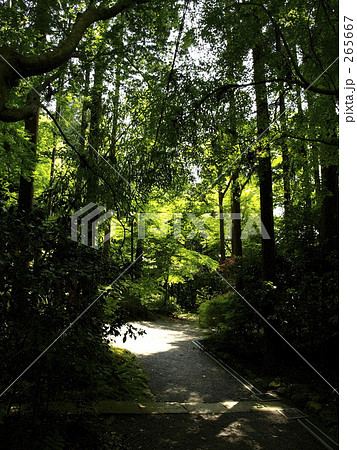 森の道2 265667