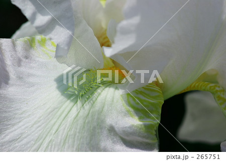 アイリス-02 アイリス-02 265751