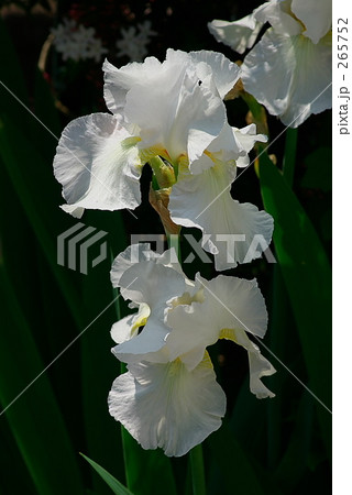 アイリス-03 アイリス-03 265752