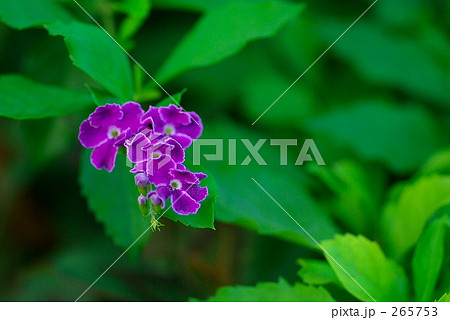 デュランタ・エレクタ「タカラヅカ」 265753