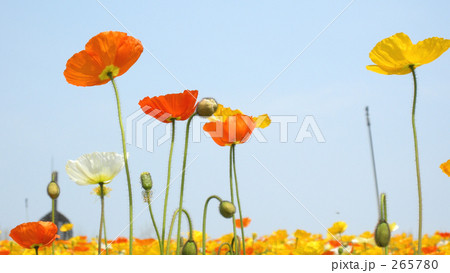 上を向いてポピー 265780