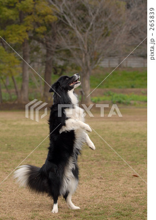 犬 立ち姿の写真素材 2659