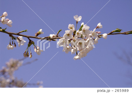 桜 265989
